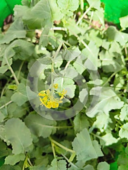 Sarso Ka Saag Mustard Leaves & Flower