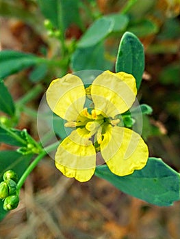 Sarso Yellow colour flower with green leaf