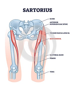 Sartorius muscle description with medical bones structure outline diagram
