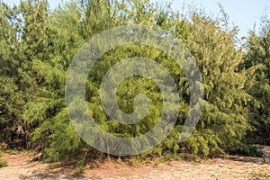 Saru Tree Casuarina Equisetifolia on beach