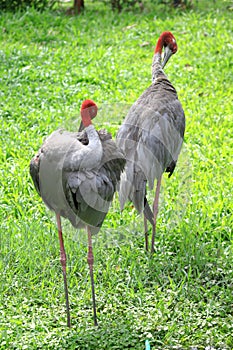 Sarus Crane