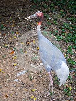 Sarus crane Antigone antigone is a large nonmigratory crane found in parts of the Indian subcontinent, Southeast Asia, and Austr