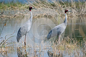 Sarus Crane Antigone antigone Pair