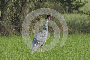 Sarus Crane Antigone antigone Preening.