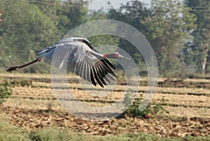 Sarus crane bird