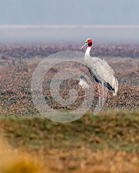 A Sarus Crane