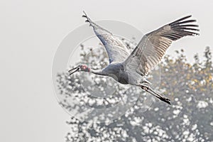 A Sarus Crane calling