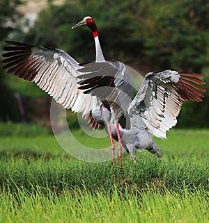 Sarus crane courtship display