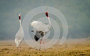 Sarus Crane courtship