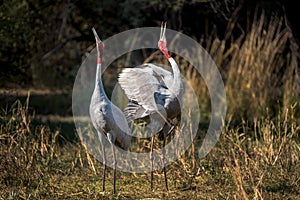 Sarus crane dancing couple