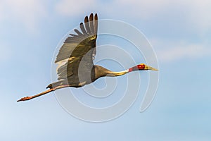 Sarus Crane flyin