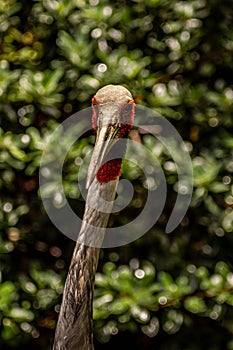 Sarus Crane Front-Side View Looking Toward Camera on Sunny Day