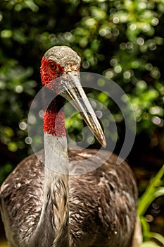 Sarus Crane Front-Side View Looking Toward Camera on Sunny Day