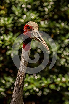 Sarus Crane Front-Side View Looking Toward Side Camera on Sunny Day