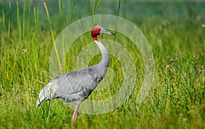 Sarus Crane with green background