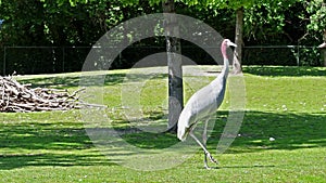 Sarus crane, Grus antigone also known as Indian sarus crane