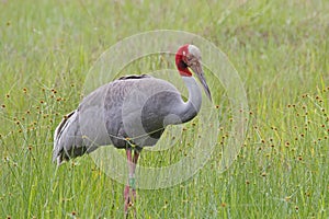 Sarus crane Grus antigone Birds of Thailand