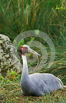 Sarus Crane, grus antigone, Female Nesting