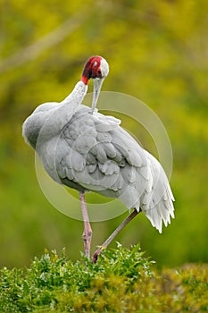 Sarus Crane, Grus antigone, with green forest in background, India, Asia. Big rare bird sitting on the green tree. Wildlife scene