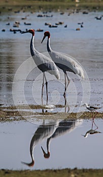 Sarus Crane