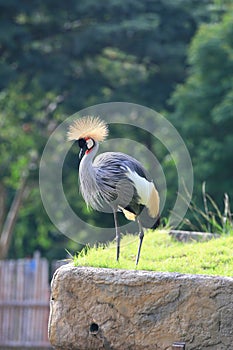 Sarus crane