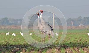 Sarus Crane(Grus antigone) Pair in a Field