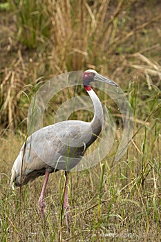 Sarus crane or Grus antigone portrait with water drops in air from beak in natural green background during excursion at keoladeo