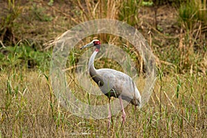 Sarus crane or Grus antigone a tallest flying bird portrait with water droplets in air from beak in natural green background at