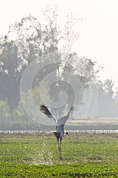 Sarus crane landing on a lake at Bardia, Terai, Nepal