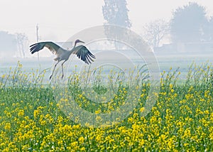 Sarus Crane landing in mustard field