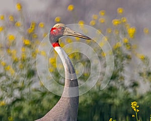 A Sarus Crane in mustard field