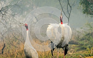 Sarus Crane pair courtship