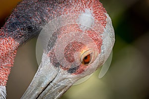 Sarus Crane Portrait