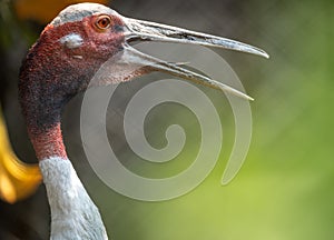 Sarus Crane Portrait