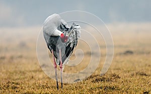 Sarus Crane : Preening