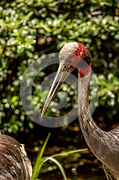 Sarus Crane Side View Looking Toward Camera on Sunny Day