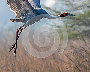 Sarus Crane Taking off for flight