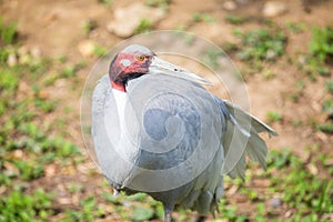 Sarus crane with the typical red head and neck