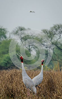 Sarus Cranes Courting