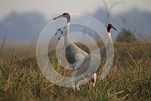 Sarus cranes, Grus antigone, Keoladeo Ghana National Park, Bharatpur, Rajasthan, India photo