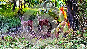 Sasan gir deer