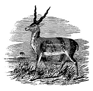 Sasin Antelope vintage illustration