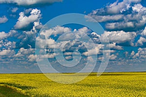 Saskatchewan Canada yellow Canola field bloom