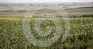 Saskatchewan Field Prairie