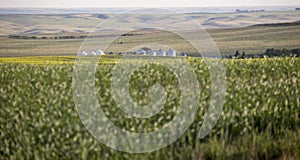 Saskatchewan Field Prairie photo
