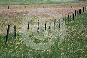 Saskatchewan prairie fence line Western Meadow Lark