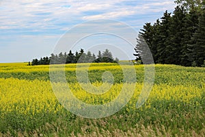 Saskatchewan sky over canola field And trees