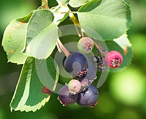 Saskatoon Or Amelanchier Alnifolia Berries