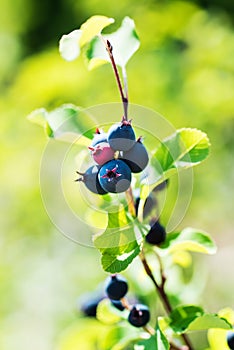 Saskatoon berries ripen on a branch photo