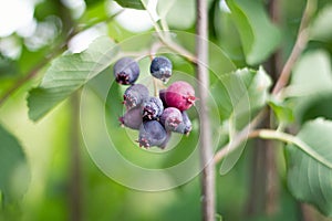 Saskatoon berries on the Bush